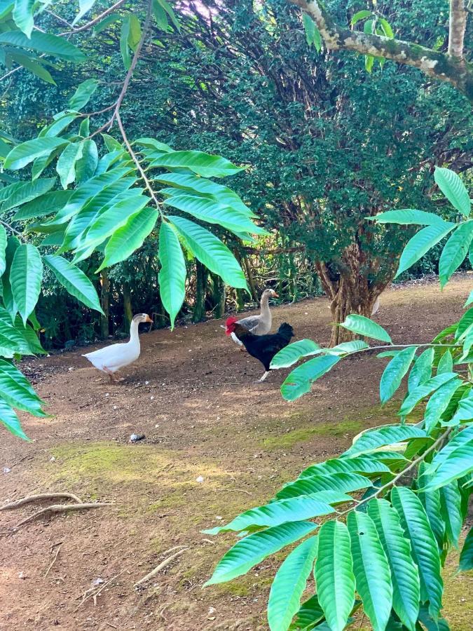 Casa De Campo Lazer Completo Paraiso De Reservas Naturais Em Sp Ibiúna Exterior foto